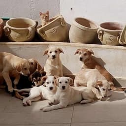 OlfaCatsDogsRescue's profile