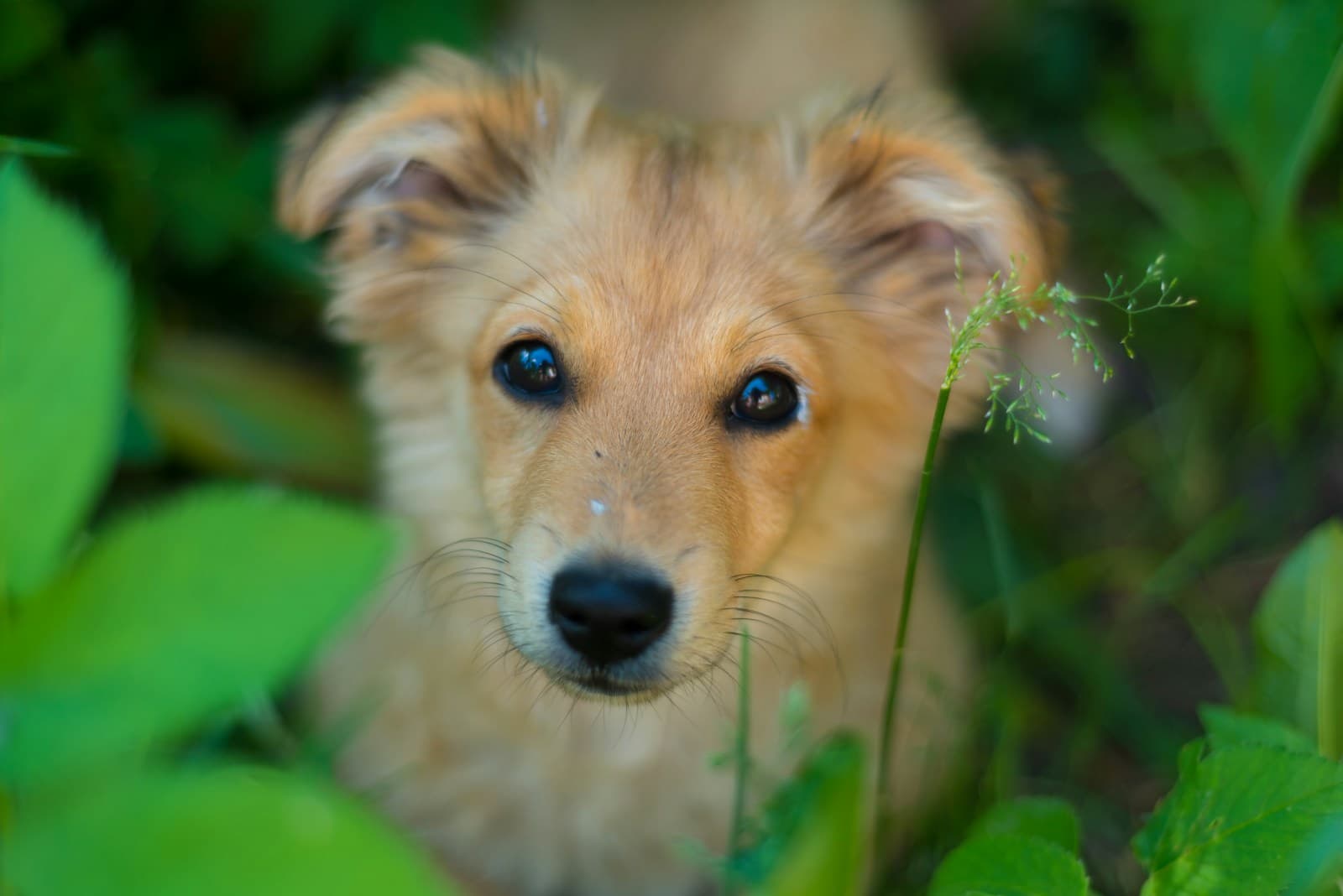 Un perro de color canela entre hojas verdes